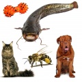 Animals and pet products