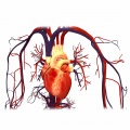 Cardiovasculare