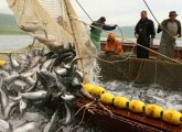 Рыбное хозяйство