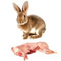 Rabbit meat