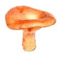 Orange milk mushroom