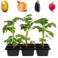 Seedlings of vegetables