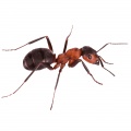 Ant control products