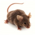 Mouse and rat control products