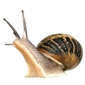 Slug and snail control products
