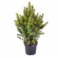 Other conifers and shrubs