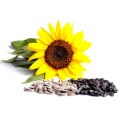 Sunflower seed