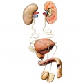 Genitourinary system and kidneys