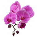 Garden orchids