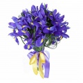 Perennial irises
