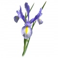 Dutch irises