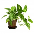 Indoor ivy