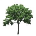 Elm tree