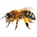 Бджоли