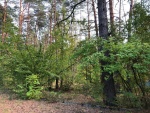 Продается участок в лесу 26 соток в селе Лютеж