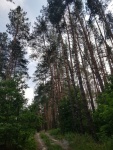 Продам 5 га земли в лесу сосны с. Ходосовка Ходосеевка 4км Мануфактура