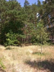 Срочно продам.Земельный участок 1.1 га соснового леса в п.Зидьки 2 км.