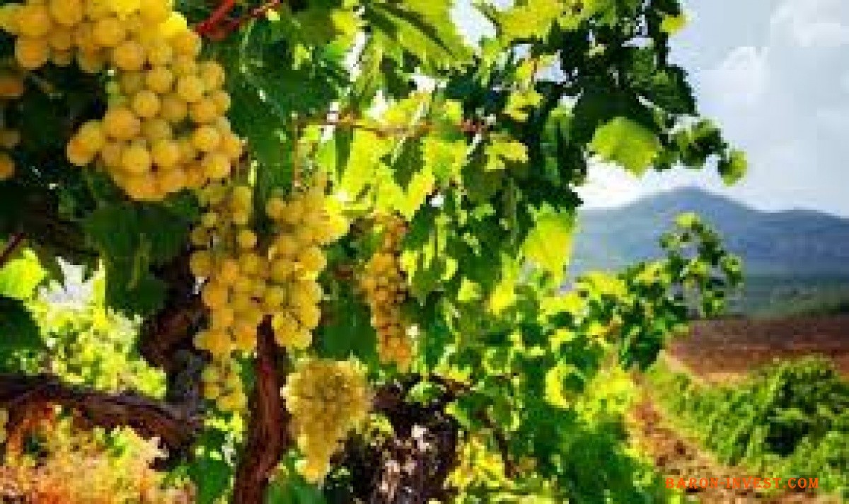 Вакансия сбор винограда Франция 