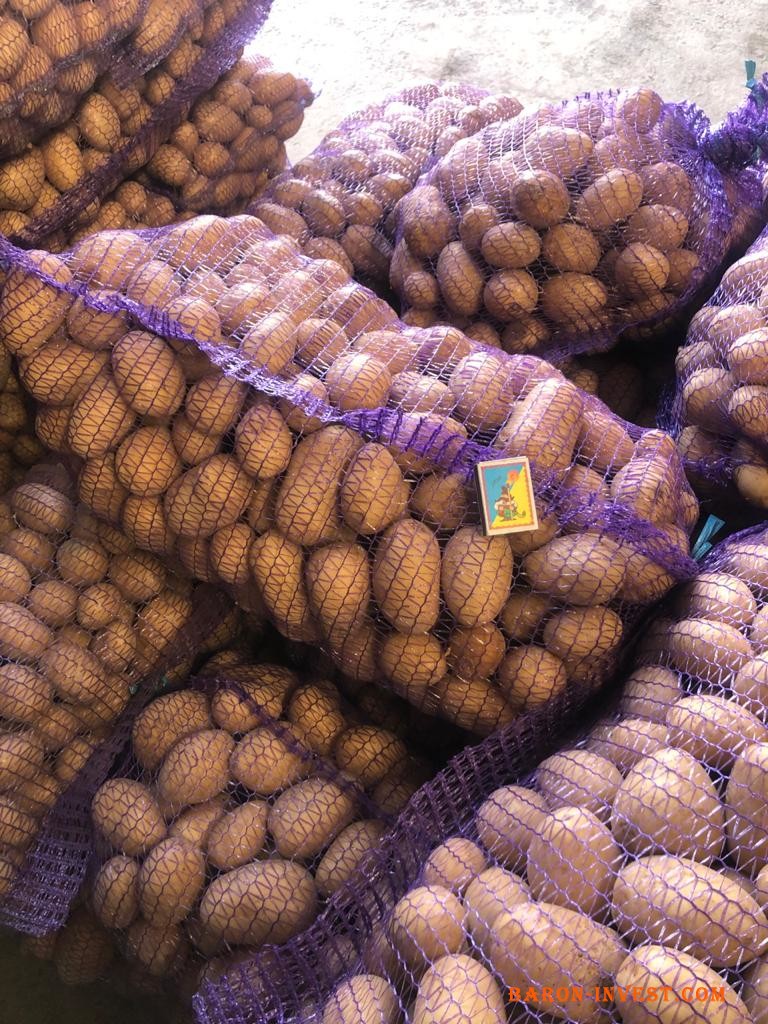 Фермерське господарство продає якісну товарну картоплю сортів Гранада та Королева Анна від виробника