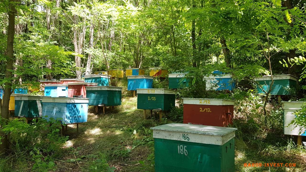 Бджолопакети Вінничина