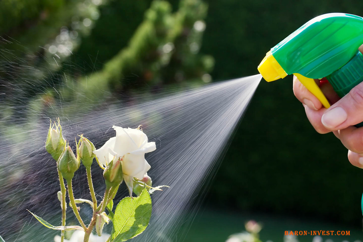 Обробка пестицидами квітів від хвороб та шкідників