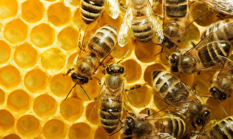 Продам пчелосемьи 