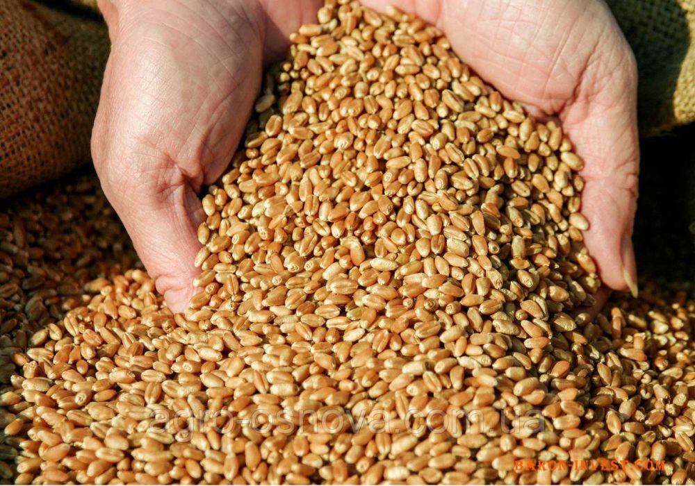 Продам пшеницю 7 грн